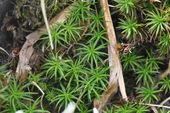 Polytrichastrum alpinum