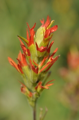 Castilleja suksdorfii