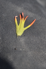 Castilleja suksdorfii