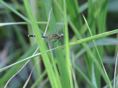 Erythrodiplax attenuata