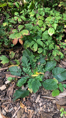 Youngia japonica