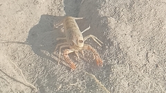 Procambarus clarkii