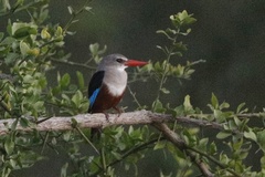 Halcyon leucocephala leucocephala
