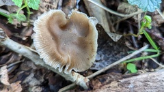 Entoloma clypeatum