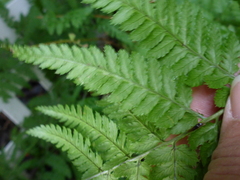 Dryopteris carthusiana