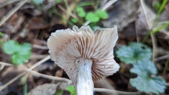 Entoloma clypeatum