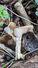 Entoloma clypeatum