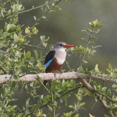 Halcyon leucocephala leucocephala