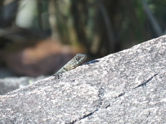 Tropidurus