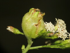 Schizomyia eupatoriflorae