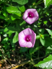 Ipomoea