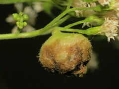 Schizomyia eupatoriflorae