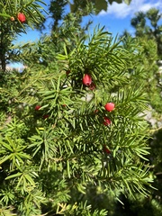 Taxus baccata