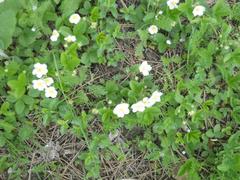 Fragaria moschata