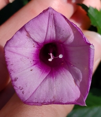 Ipomoea