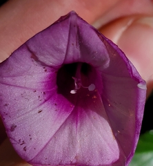 Ipomoea