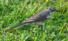 Motacilla capensis capensis