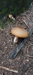 Tricholomopsis