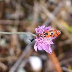 Zygaena fausta