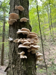 Pleurotus pulmonarius