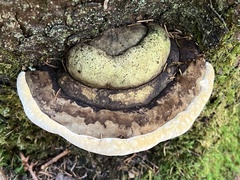 Fomitopsis ochracea