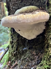 Fomitopsis ochracea