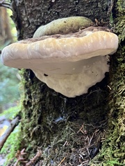 Fomitopsis ochracea