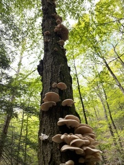 Pleurotus pulmonarius