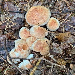 Hypholoma