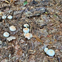 Hypholoma