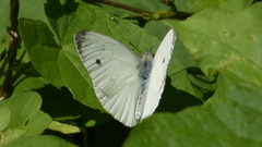 Pieris napi