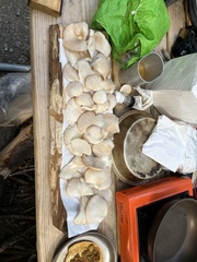 Pleurotus pulmonarius