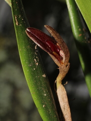 Echinosepala glenioides
