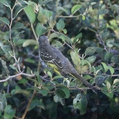 Campephaga phoenicea