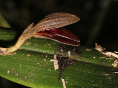 Echinosepala glenioides