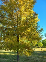 Fraxinus pennsylvanica