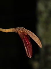 Echinosepala glenioides