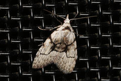 Nola delograpta