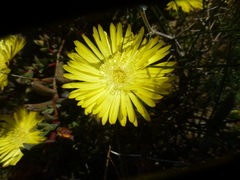 Lampranthus glaucus