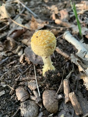Amanita
