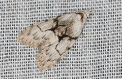 Nola delograpta