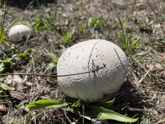 Lycoperdaceae