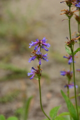 Penstemon procerus