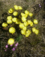 Lampranthus glaucus