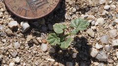 Malva parviflora