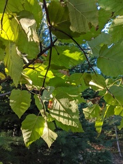 Betula cordifolia
