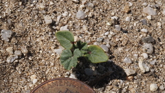 Malva parviflora