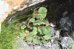 Oxyria digyna