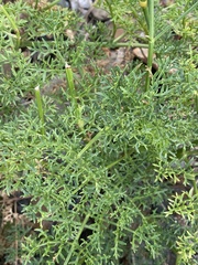 Laserpitium gallicum