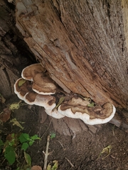 Ganoderma applanatum